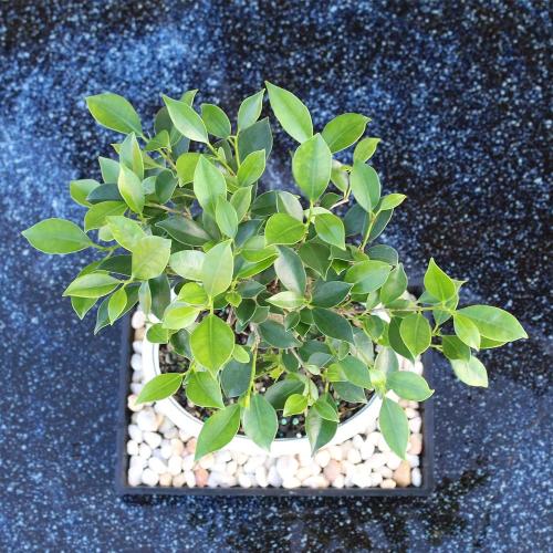 (Ceramic pot not included) Brussel's Bonsai - Live Golden Gate Ficus Bonsai Tree with Ceramic Bonsai Pot & Humidity Tray, Indoor Bonsai Plant, 7 Years Old, 8-16 Inches Tall, Easy Care Houseplant for Home or Office (Medium)