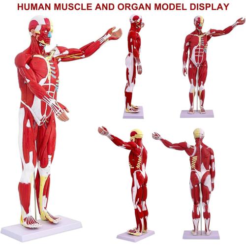 Human Anatomy Muscle Model, 27 Part 1/2 Life Size 33” Human Body Muscular System Model with Removable Organs and Muscle Anatomy Includes Color Product Manual, for Medical Educational Training