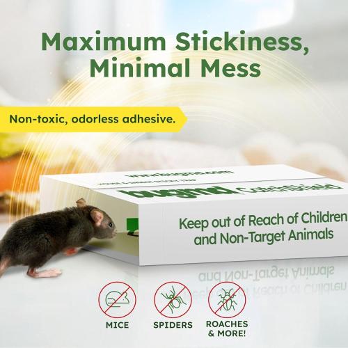 BugMD CatchShield Glue & Sticky Traps for Mice, Rats & Insects – Non-Toxic Pest Control, 24-Pack, Pet & Family Friendly, Extra-Strength, Ready-to-Use Adhesive Traps