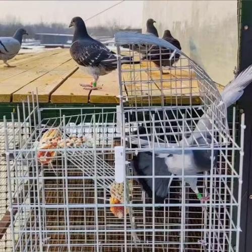 Pigeon Cage, Household Automatic Sky Falling Bird Container Rotating Flip Board Outdoor, Breeding Farm Specific Pigeon Coop,Pigeon Trap with Escape.