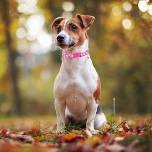 PUPTECK Cute Floral Dog Collar, Soft Cloth Fabric Dog Collars for Small Medium Large Dogs, Adjustable Puppy Collar with Pendant for Male Female Boys Girls Accessories