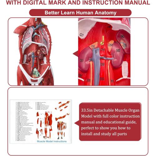 Human Anatomy Muscle Model, 27 Part 1/2 Life Size 33” Human Body Muscular System Model with Removable Organs and Muscle Anatomy Includes Color Product Manual, for Medical Educational Training
