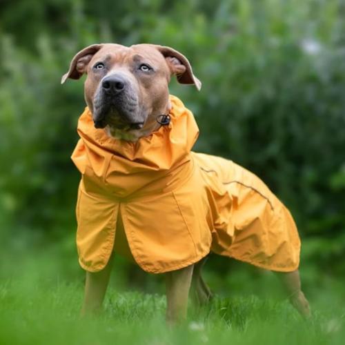Spark Paws Dog Raincoat, Waterproof Windproof Rain Jacket, for Small Medium Large Extra Large Dogs, Reflective Breathable Full-Body Coverage Dry Suit - Mustard Yellow - 4XL