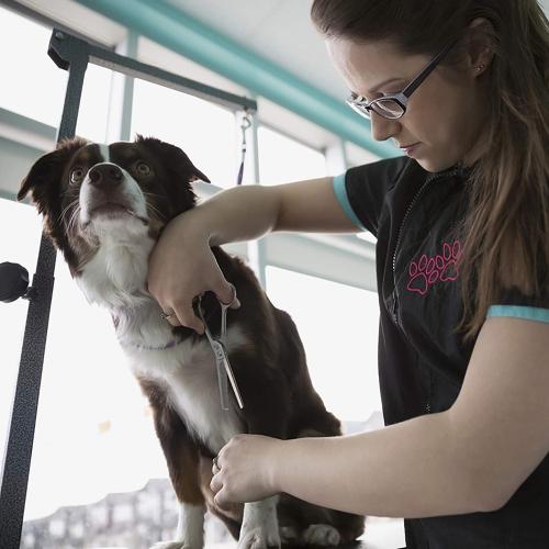 7 Professional Straight Dog Grooming Scissors Kit, Ergonomic Pets Cutting Shears, JP-440C Stainless Steel with Offset Handle, Light-weight Shears for Fur Hair Trimming