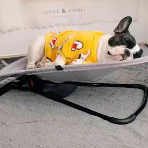 Pet Rocking Chair for Dogs & Cats, Pet Dog Cat Rocker Bed Chair, Indoor Lounge, Adjustable and Portable Foldable, maximun Weight 35lb, Perfect for Small Dogs Shiba Inus, Teddies etc and cat.