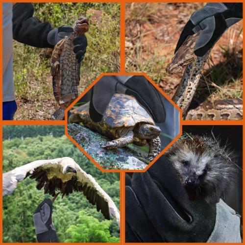 WZQH 23.6 In Gloves for Animal Handling,Welding,Bite Proof for Cat Dog.L | For Grabbing Reptile Bird Falcon Livestock Snake,Grooming,Trips to Vet,Fireplace.Puncture & Scratch Resistant,Leather,Black