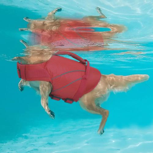 Queenmore Dog Life Jacket Large, Dog Pool Float with Chin Float, Large Pet Life Vest for Swimming, Adjustable Ripstop Life Preservers for Water at Pool, Beach, Boating (Red,XL)