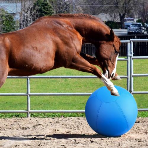 Herding Ball for Dogs and Horses,18 Jolly Ball for Dogs, Dog Herding Balls for Australian/German Shepherd, Improved Bite-Resistant, Agility Training Equipment Reinforced Sewing Dog Toys - Blue Medium