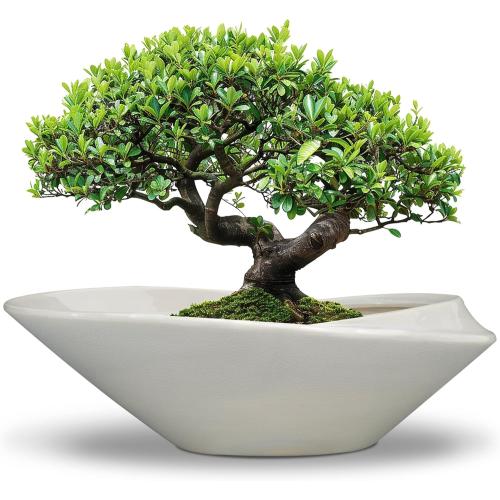 18 Inch Ceramic Bonsai Planter Pot with Drainage Hole, Glazed Large Plant Pot Succulent Planter for Indoor and Outdoor Plants Gray