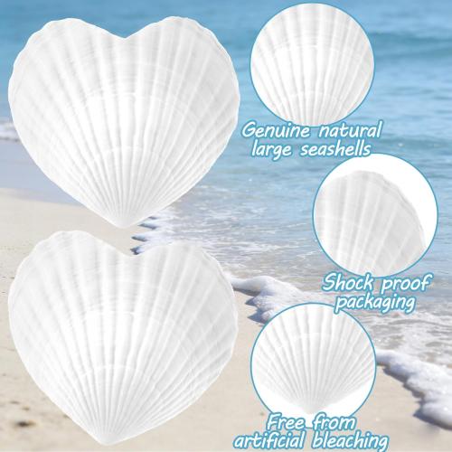 Thyle Natural Scallop Shells for Crafts 4 Inch White Heart Sea Shells for Summer DIY Craft Making Painting Cooking Summer Ocean Themed Party Supplies and Decoration(12 Pcs)