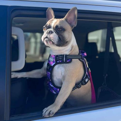 Size M....Auroth Tactical Dog Harness for Small Medium Large Dogs No Pull Adjustable Pet Harness Reflective K9 Working Training Easy Control Pet Vest Military Service Dog Harnesses (M, Purple Camo)