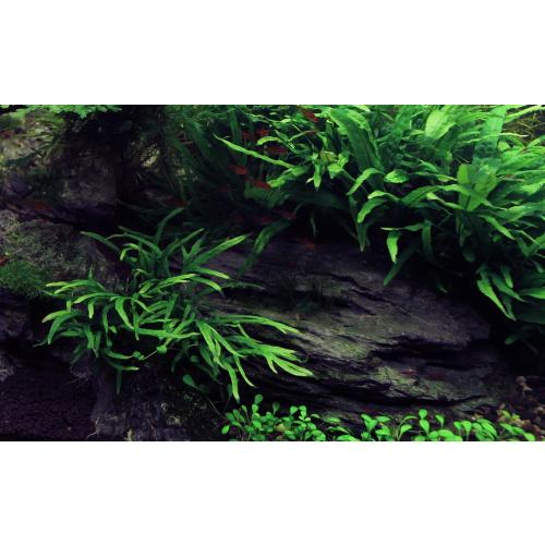 Natural Slate Stones 8 to 10 Inches - USA Sourced and Packaged for Aquascaping Aquariums, Terrariums, Paludariums, Reptile Enclosures, and Gardens (8-9 lbs)
