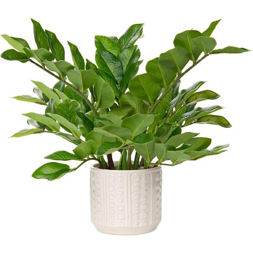 Briful Faux Plants Indoor 17 Artificial ZZ Plants in Ceramic Pot Fake Potted Zamioculcas Silk Plants for Home Table Decor Bedroom Aesthetic (1Pack)