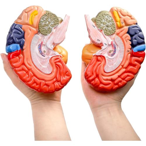 ZENFUN Life-Size Human Brain Anatomical Model, Color-Coded Partitioned Brain, 2 Parts, Anatomically Accurate Brain Model for Science Classroom Study Display Teaching Medical Model