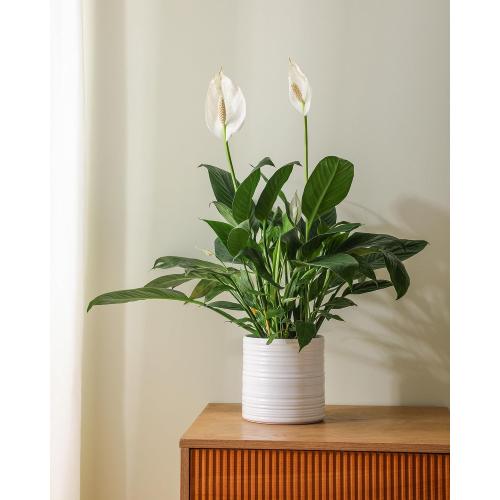 Fayoula Ceramic Planter, 10 8 6 Inch Plant Pots, Modern Striped Indoor/Outdoor Flower Pots for Succulents, Herbs, Home Office & Patio - Includes Mesh Pads & Saucer, Set of 3