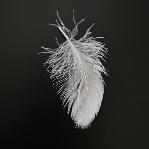 Bulk Goose Down Feather Stuffing & Fill – Hypoallergenic Pillow Filling, Repair, Restuff, Fluff for Couch Cushions, Comforters, Jackets5/95-1Lb DIY