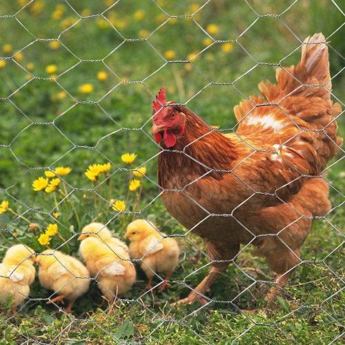 20GA Galvanized Hexagonal Poultry Netting Chicken Wire 18 in x 25 ft x 2 in Mesh
