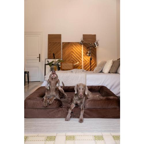 NOAH & PAW Giant Dog Bed XXL, 55x45x11 Inch, Orthopedic Dog Beds, Eggshell Memory Foam Infused with Cooling Gel, Inner Cover, Waterproof, Machine Washable (Velvet Sofa Collection)