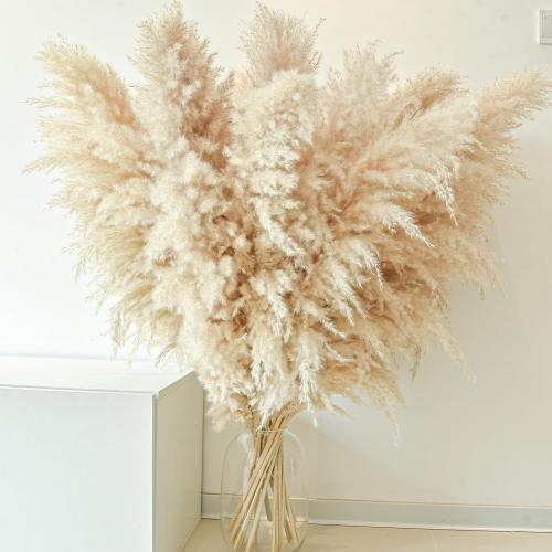 40 10 PCS Dried Pampas Grass Decor Tall,Large Natural Beige pompas Grass,Tall Pampas Grass for Floor Vase,Wedding,Party,Farmhouse,Boho Home Decor,and Creating a Bohemian Ambiance