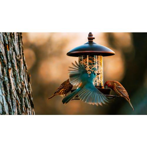 Youvip Metal Roof Bird Feeder - Chew Proof for Outdoor Hanging Wild Bird Seeds. Bronze