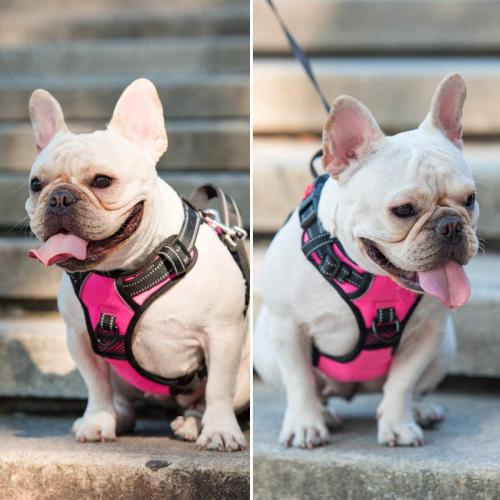 PoyPet No Pull Dog Harness Small with Front Clip & Neck Release Buckle