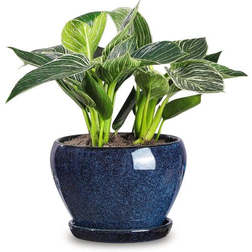 vicrays Ceramic Plant Pots Indoor - 6.5 Inch Planter Pot with Drainage Hole and Saucer for Succulent Orchid Flower Herbs Cactus - Ideal for Gardening Home Desktop Office Decor - Blue