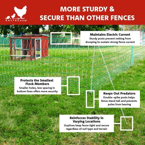 RentACoop Poultry Netting Electric Fence - Electric Poultry Enclosure for Chickens, Ducks, Turkeys - Suitable for 4 Week Old Chickens/Older and Adult Poultry - Energizer Not Included - 168' L x 48 H