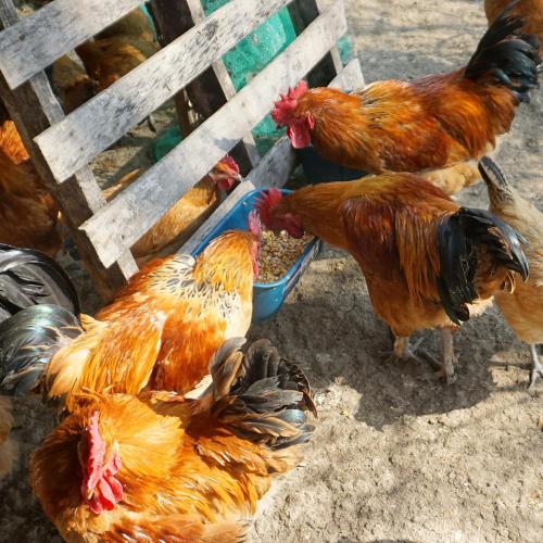 BUCKETS ONLY   Goovilla Chicken Feeder Waterer, Hanging or Screw-in Fence Feeders with Clips, 2 Pack 5 Quart Goat Feeding Supplies, Duck Piglet Sheeple Coop Dog Livestock Poultry Plastic Feeder Trough Bucket, Blue