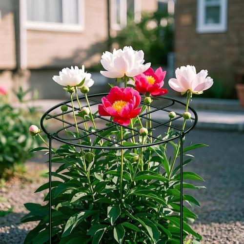6 Pack 16 x 24 Inch Peony Cages and Supports Grow Through Plant Grid Support,Metal Plant Brace Support Peony Rings Hoops for Outdoor Plants Vegetables,Rose,Tomato,Orchids