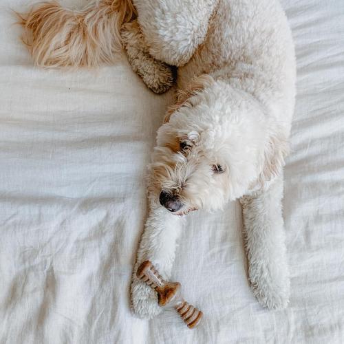 Lumabone Real Bacon Medium 3-Pack Durable Dog Chew Toys for Aggressive Chewers, Made in USA – Wishbone, Zaggler, Stick