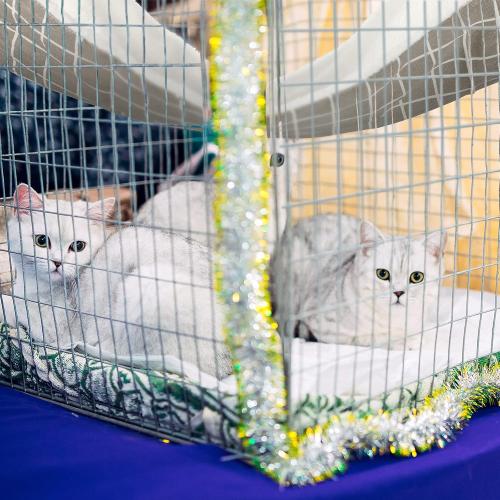 2 Pieces Reversible Cat Hanging Hammock Soft Breathable Pet Cage Hammock with Adjustable Straps and Metal Hooks Double Sided Hanging Bed for Small Dogs Rabbits(Cat and Plaid,L)