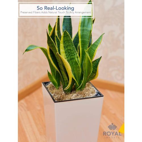 Royal Imports Preserved Natural Spanish Moss, Fresh Dried Shredded Loose Chunks, 3 LB Bulk Case