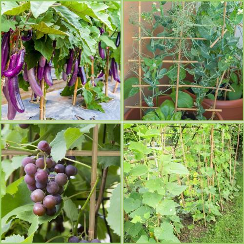 Plant Stakes,4.8FT Longer Sturdy Natural Bamboo Garden Stakes,GAGINANG 20Pcs Bamboo Sticks Trellis Support for Tomato, Vegetables Beans Trees Climbing Plants