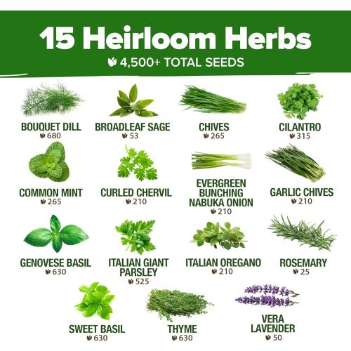 HOME GROWN 15 Herb Seeds for Planting 4,500  Non-GMO Heirloom Seeds | Extra Large Variety Pack Herb Kit – Indoor Outdoor & Hydroponic | Culinary Seed Set | Grow Your Own Herbs | Gardening Gift