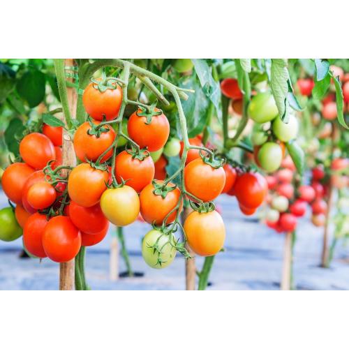 ECOgardener Premium 5oz Landscape Fabric, 3ft x 250ft Pro Garden Weed Barrier - Durable & Heavy Duty Weed Block Gardening Mat, Easy Setup & Superior Weed Control, Eco-Friendly & Convenient Design