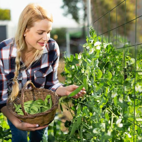 DOEWORKS Cucumber Trellis, 48 High Foldable A Frame Garden Trellis, 2 Pack, Plant Support for Climbing Cucumber, Beans, Tomatoes, Flowers, Green