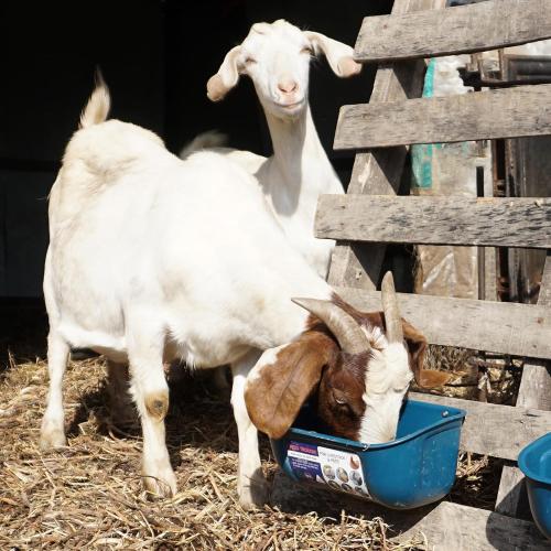 BUCKETS ONLY   Goovilla Chicken Feeder Waterer, Hanging or Screw-in Fence Feeders with Clips, 2 Pack 5 Quart Goat Feeding Supplies, Duck Piglet Sheeple Coop Dog Livestock Poultry Plastic Feeder Trough Bucket, Blue