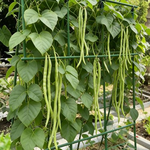 Garden Plant Stakes 58inch (Approx 5FT) 50 Pack Tomato Stakes, Sturdy Tomato Stakes Plastic Coated Metal Plant Supports Plant Support Sticks for Gardening (5FT-50 Pack)