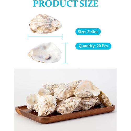 9 Pcs Oyster Shells for Crafts， 3-4 Large Oyster Shell for Crafts，Oyster Shell for Christmas 、Painting、 Beach Themes、 Wedding, Home Shells for Decoration and Sea Shells for Crafting