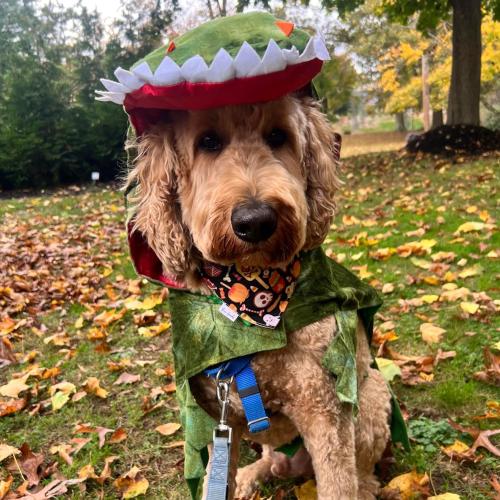 Size XL Color Green Large Dog Costume Halloween Dog Crocodile Costume Pets Winter Warm Coat Jumpsuits (XL, Green)