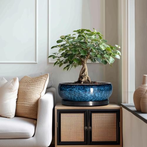 COLOR RED ❗❗Bonsai Pots - 13 Inch Ceramic Succulent Pots for Indoor Outdoor, Large Succulent Planter with Drainage Hole and Saucer, Round Shallow Flower Planters, Porch Decor, Gardening Gifts, Blue