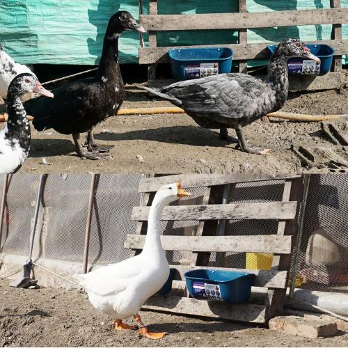 BUCKETS ONLY   Goovilla Chicken Feeder Waterer, Hanging or Screw-in Fence Feeders with Clips, 2 Pack 5 Quart Goat Feeding Supplies, Duck Piglet Sheeple Coop Dog Livestock Poultry Plastic Feeder Trough Bucket, Blue