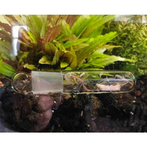 2 Pack 3 Holes Planaria Trap for Aquarium Bristle Worm Catcher Worm Trap for Fish Tank Leeches Catcher for Cherry Shrimp Tank