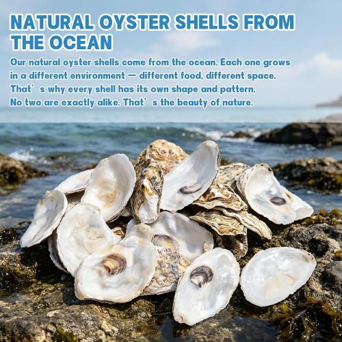 30PCS 3-4 Flat Oyster Shells, Natural Seashells for Crafts, Decoupage, Beach Wedding Decor & Christmas Ornaments, Bulk Medium Oyster Shells