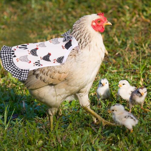 6Pcs Chicken Saddle for Hens, Chicken Aprons for Hens, Chicken Saddles Protector Poultry Hen Wing Back Protector with Elastic Strap Chicken Jacket Hens Saddles for Hen Feather Fixer Supplies