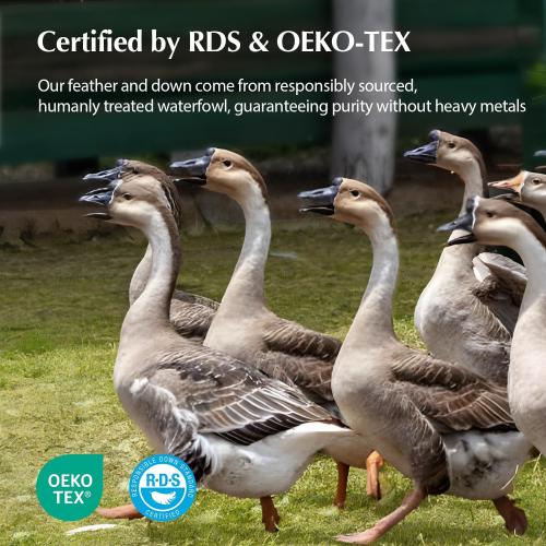 Pacific Coast Goose Feather and Down Pillows, Queen Size Set of 2, Gusseted Pillows, Bed Pillows for Sleeping, Good for Side and Back Sleepers, 100% Organic Cotton Cover