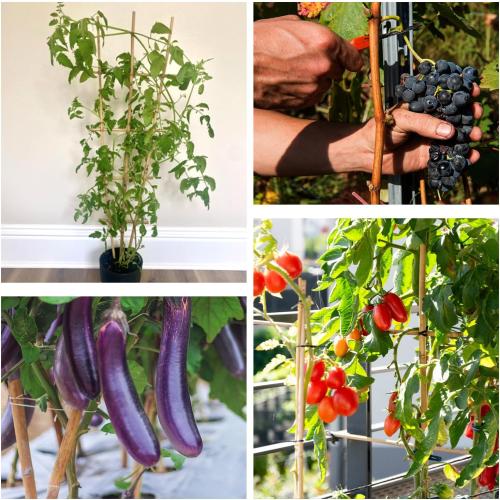 Plant Stakes 4FT, Natural Bamboo Stakes, 25Pcs Sturdy Bamboos Garden Stakes | HAINANSTRY Bamboo Sticks for Plants, Beans, Indoor and Outdoor Climbing Plants, Tomato Vegetable Stakes for Garden