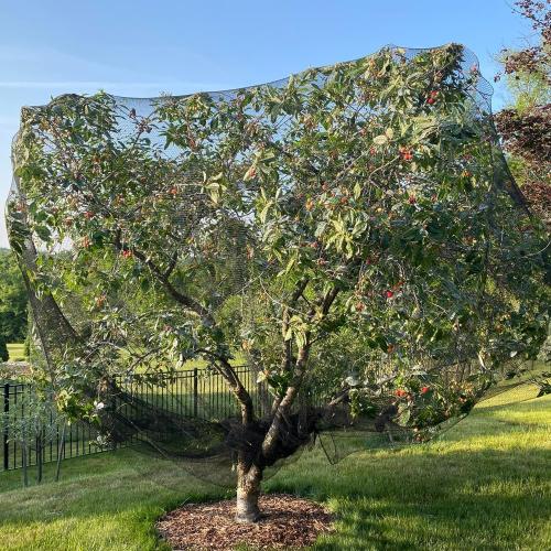 Bird Netting for Chicken Coop 50x100 Ft, 1 Mesh, Strong Woven Poultry Netting Roof Cover for Chicken Run, Heavy Duty Bird Net for Fruit Trees, Blueberry, Vegetables, Garden Protection