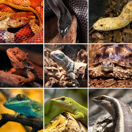 REPTI ZOO 50 Gallon PVC Reptile Enclosure, 36x18x18 inch Reptile Tank for Ball Python Bearded Dragon Snake Gecko, Reptile Terrarium Lounge Habitat with Glass Sliding Door & Top Screen Ventilation