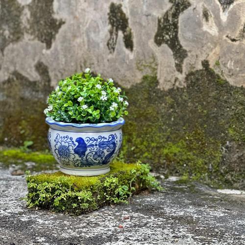Blue and White Planters, Succulent Pots Ceramic Plant Pots Indoor with Drainage for Home Décor - Set of 3